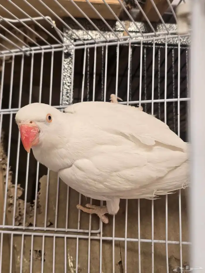 زوج دره البينو 4