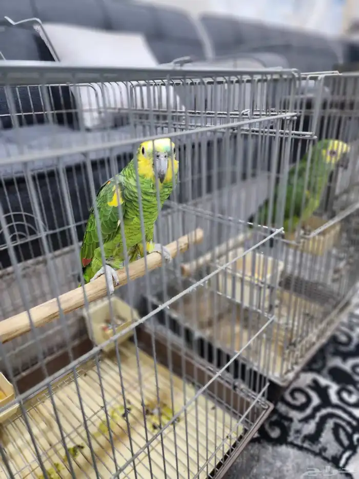 امازون بلوفرنتد 5