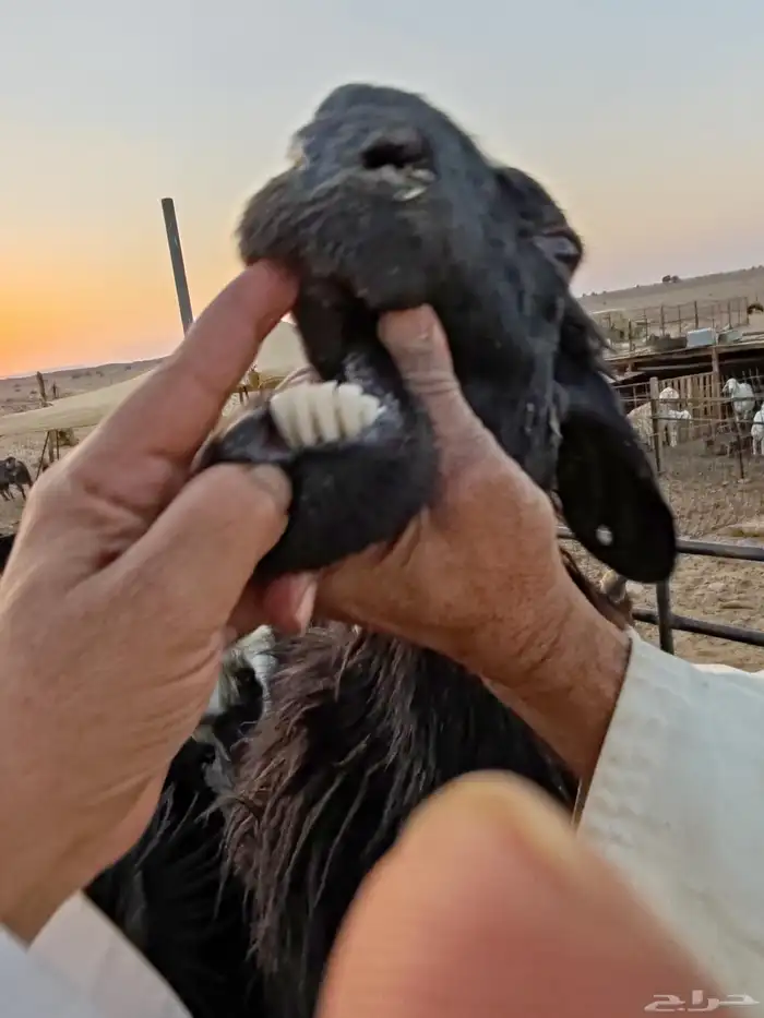 سديس شبب معاها رخلتين فطايم 0