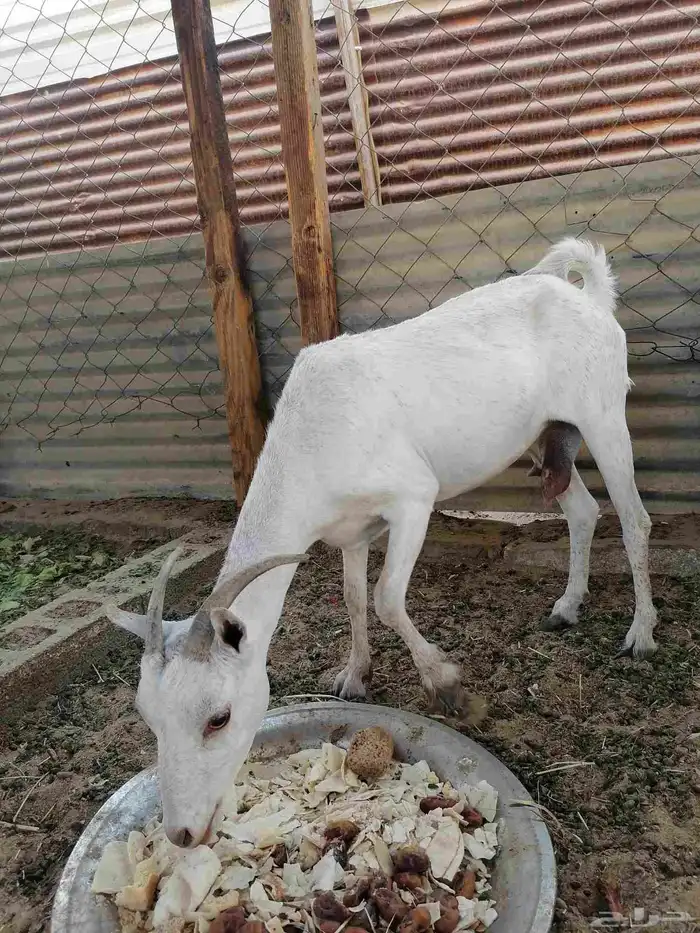 للبيع ماعز مضرع بداية حمال 0