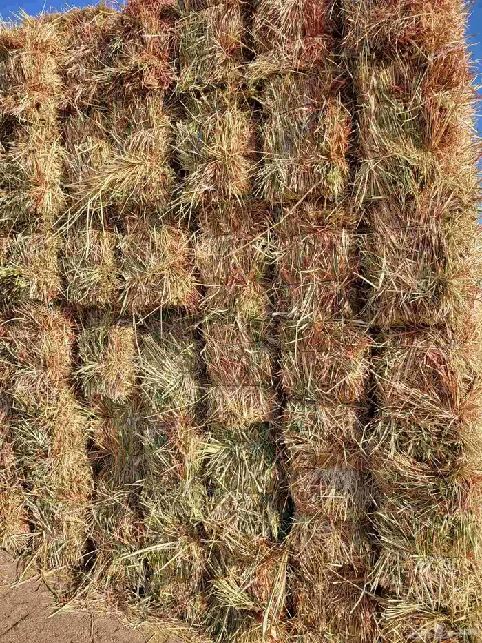 اعلاف ذرة جيزانية 0