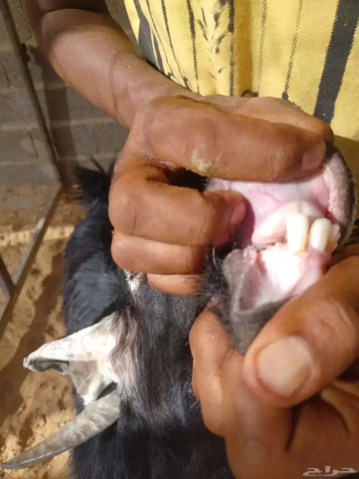 تيس فحل طييب 1