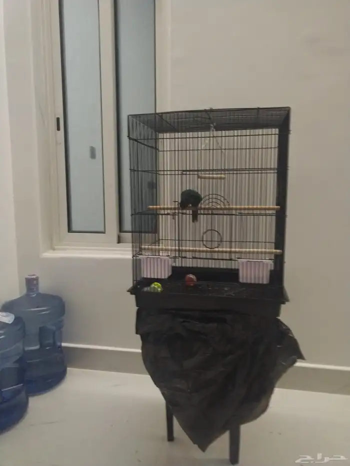 كنيور بلو شيك بيع مستعجل 1