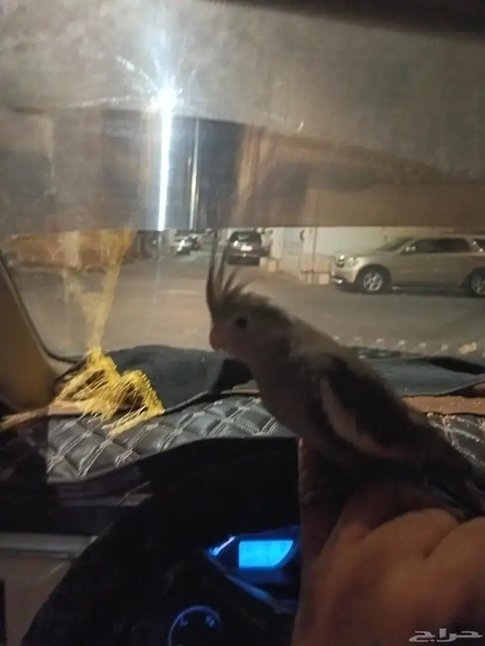 كروان وليف مايعرف العض 200 معي القفص واكله 0