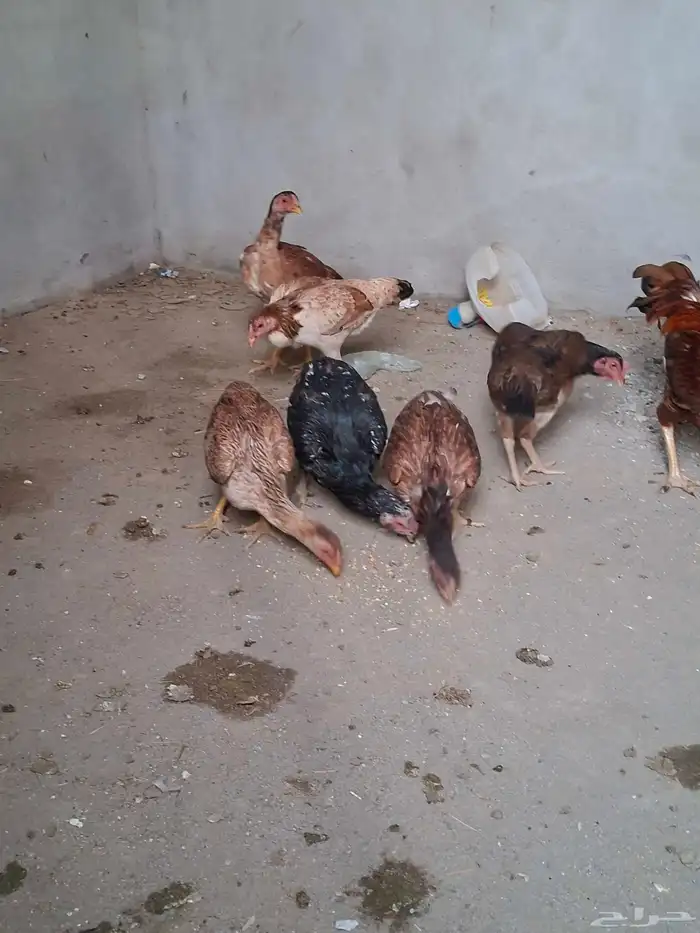 دجاج باكستاني بلجرشي 0