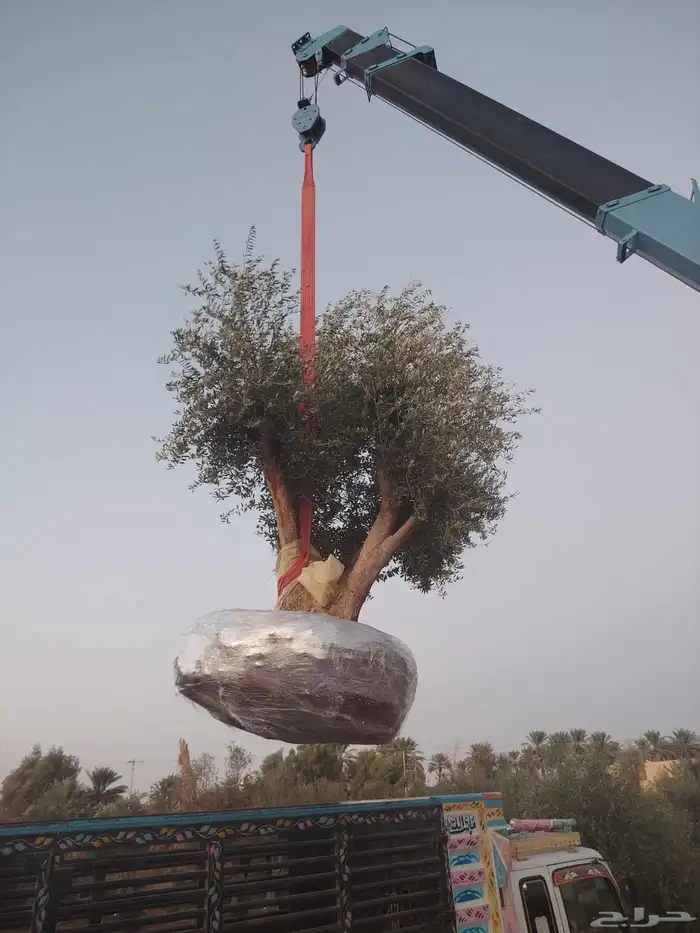 زيتون معمر 0