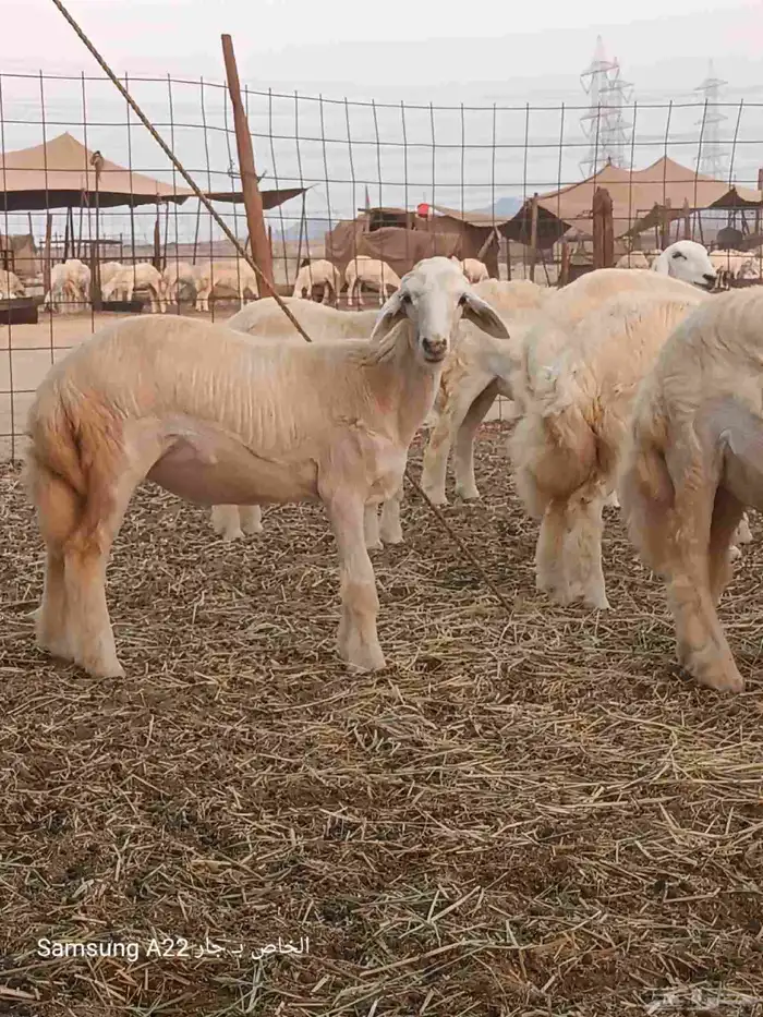 رخال حريات صنف 2