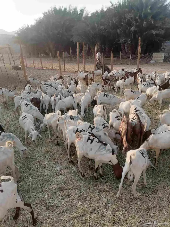 تيوس بحارة جذعان 4