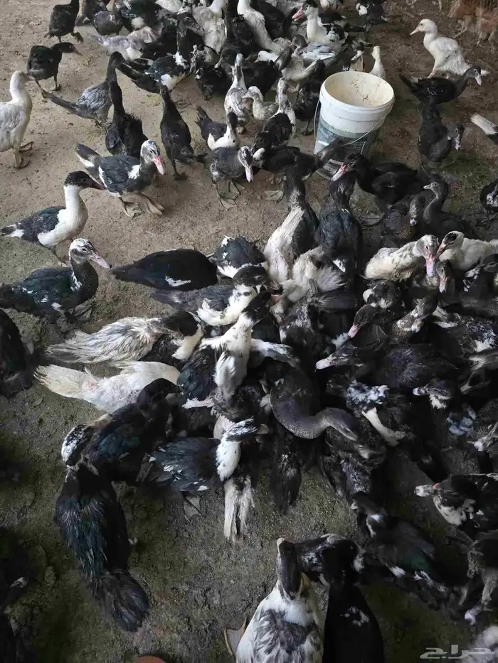 بط مسكوفي او سوداني للبيع 5