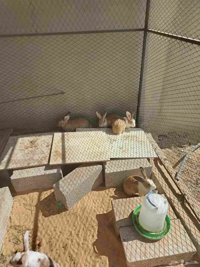 أرانب للبيع 1