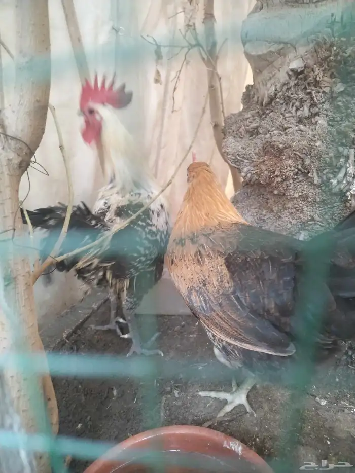 دجاج مشكل فيومى وحبامب بياض 2