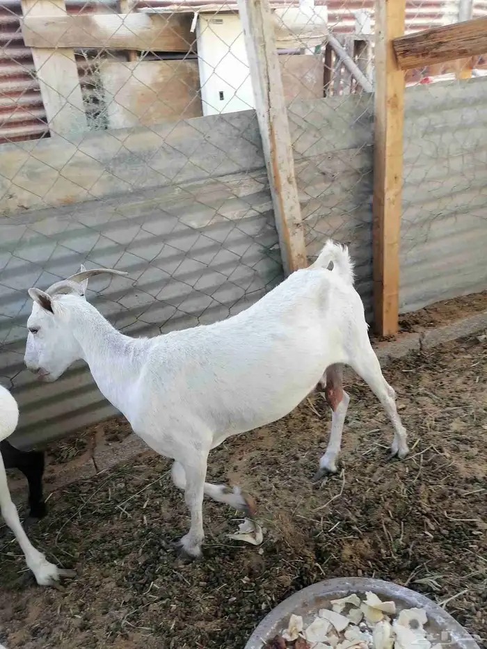 للبيع ماعز مضرع بداية حمال 1