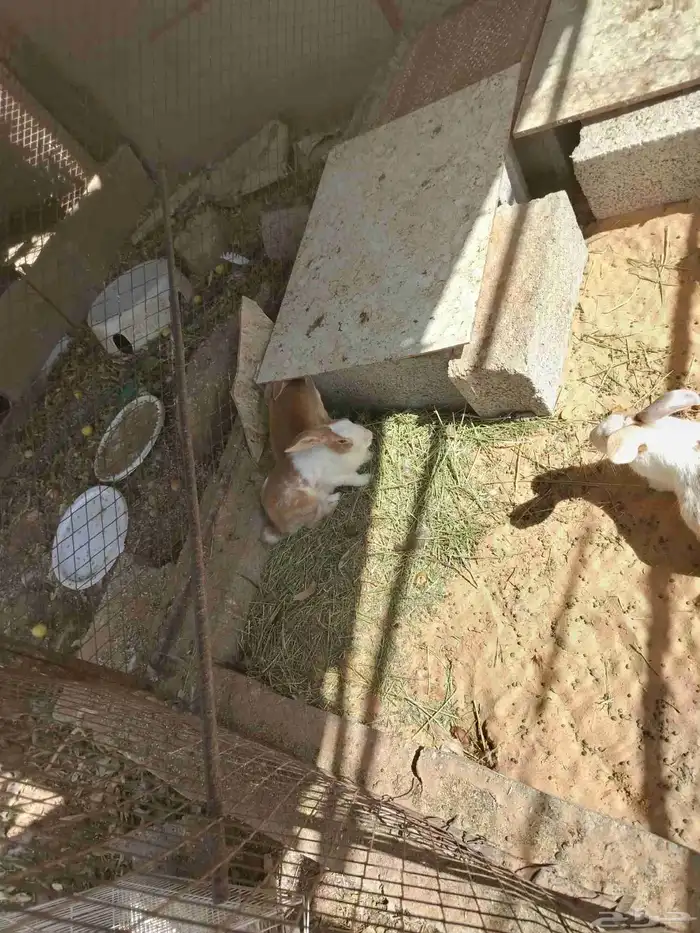 أرانب للبيع 0