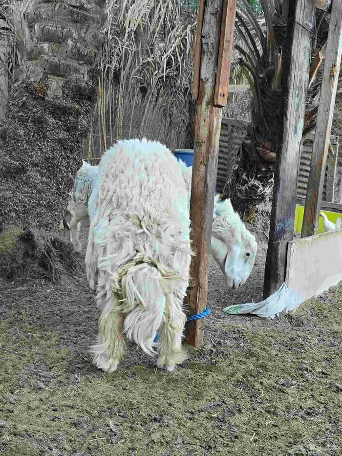 فحل حري ثني حار وميزته انه مافيه قرون وحار مايحتاج تمسكله 6