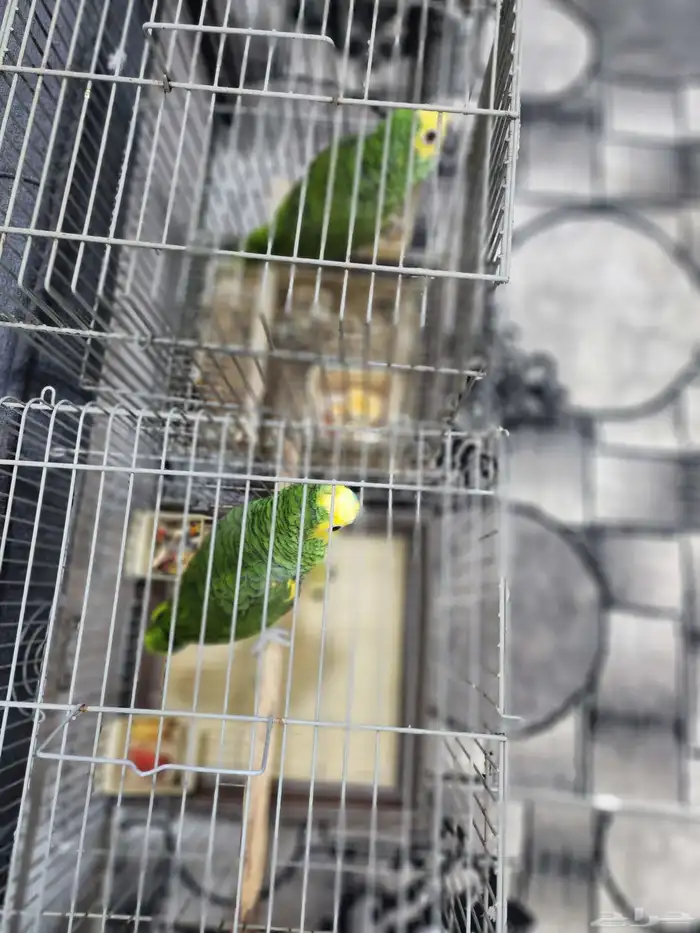 امازون بلوفرنتد 4