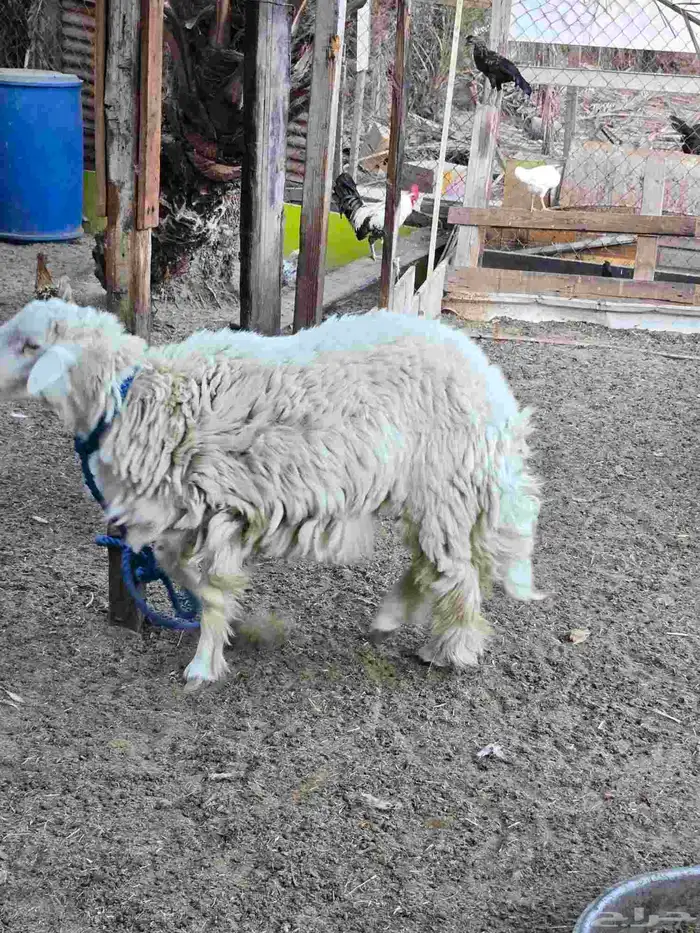 فحل حري ثني حار وميزته انه مافيه قرون وحار مايحتاج تمسكله 1