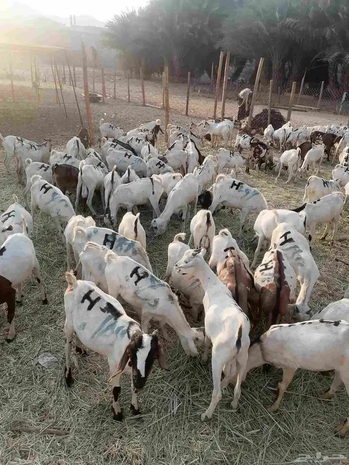 تيوس بحارة جذعان 5