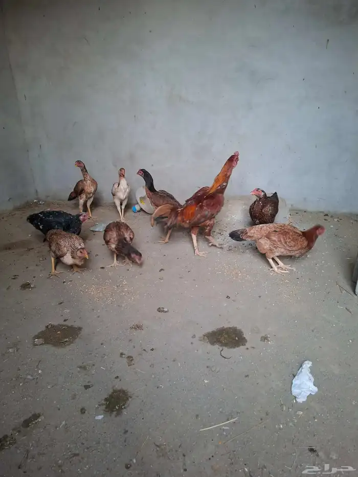 دجاج باكستاني بلجرشي 1