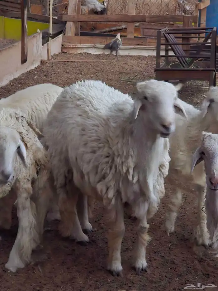 فحل حري ثني حار وميزته انه مافيه قرون وحار مايحتاج تمسكله 8