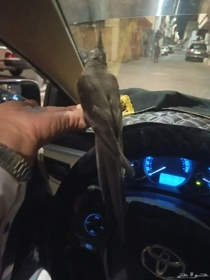 كروان وليف مايعرف العض 200 معي القفص واكله 1