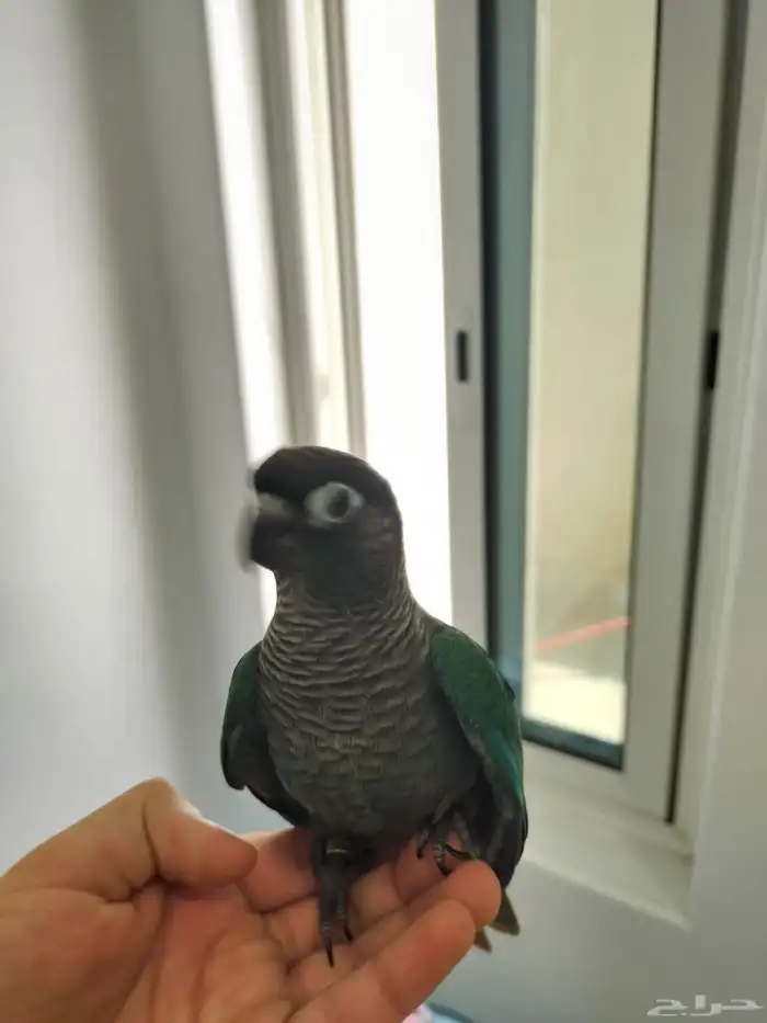 كنيور بلو شيك بيع مستعجل 2