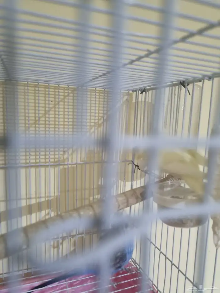 جوز هوقو منتج 4