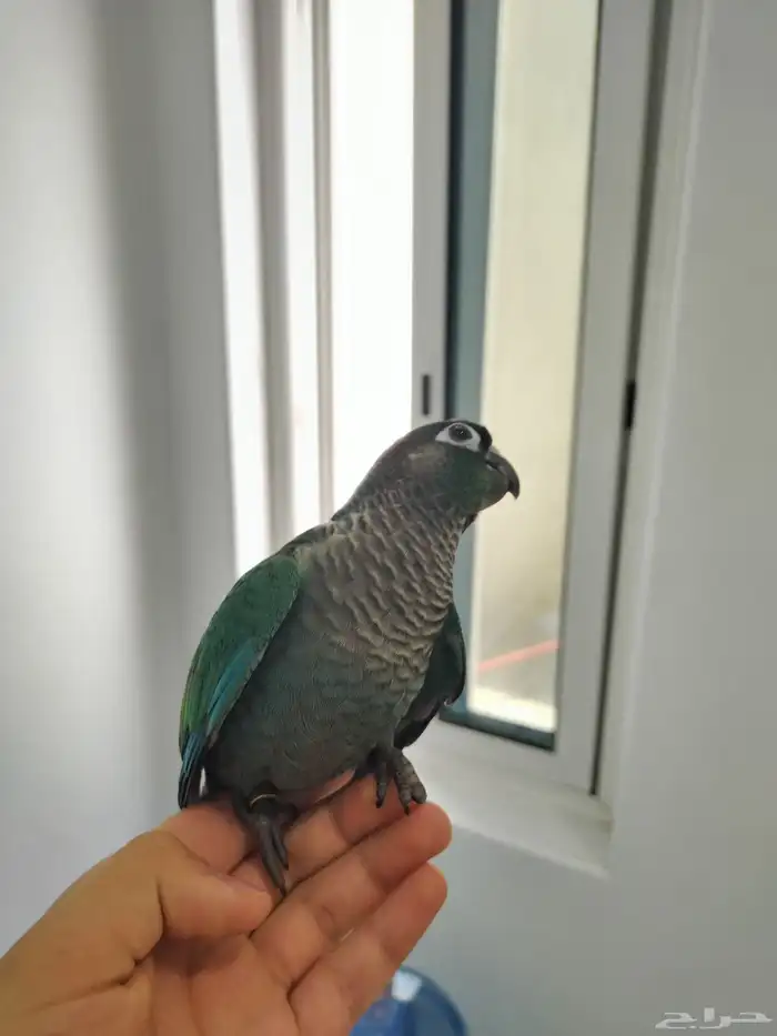 كنيور بلو شيك بيع مستعجل 3