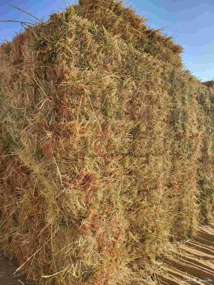 اعلاف ذرة جيزانية 2