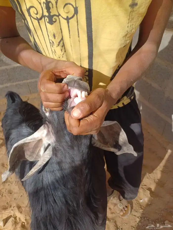 تيس فحل طييب 2