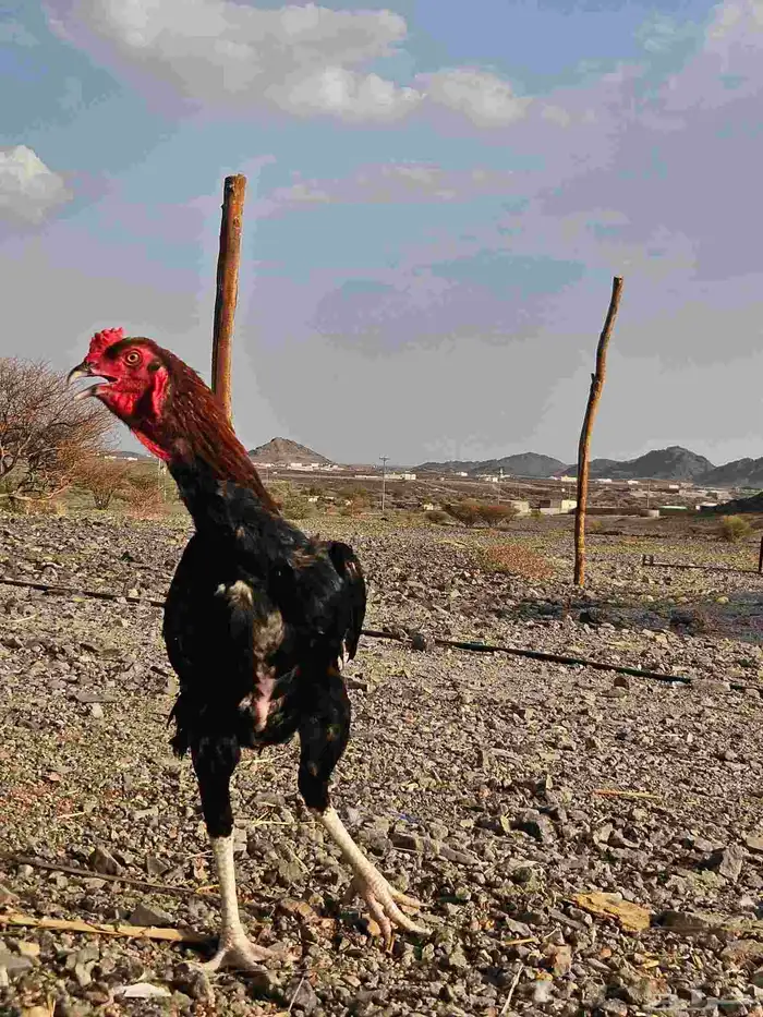 ديكين شامو الماني تب التب 3