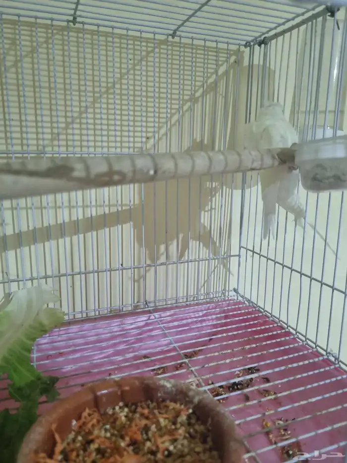 جوز هوقو منتج 7