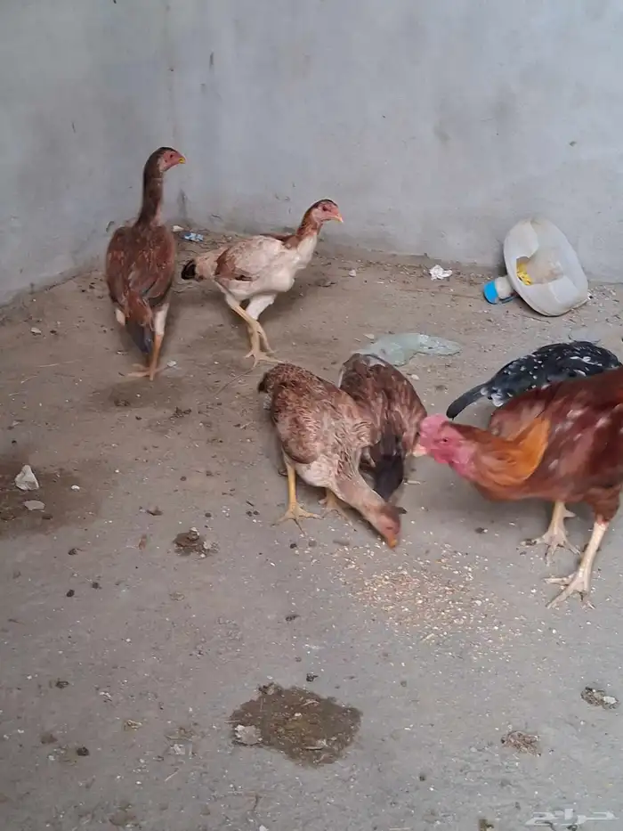 دجاج باكستاني بلجرشي 4