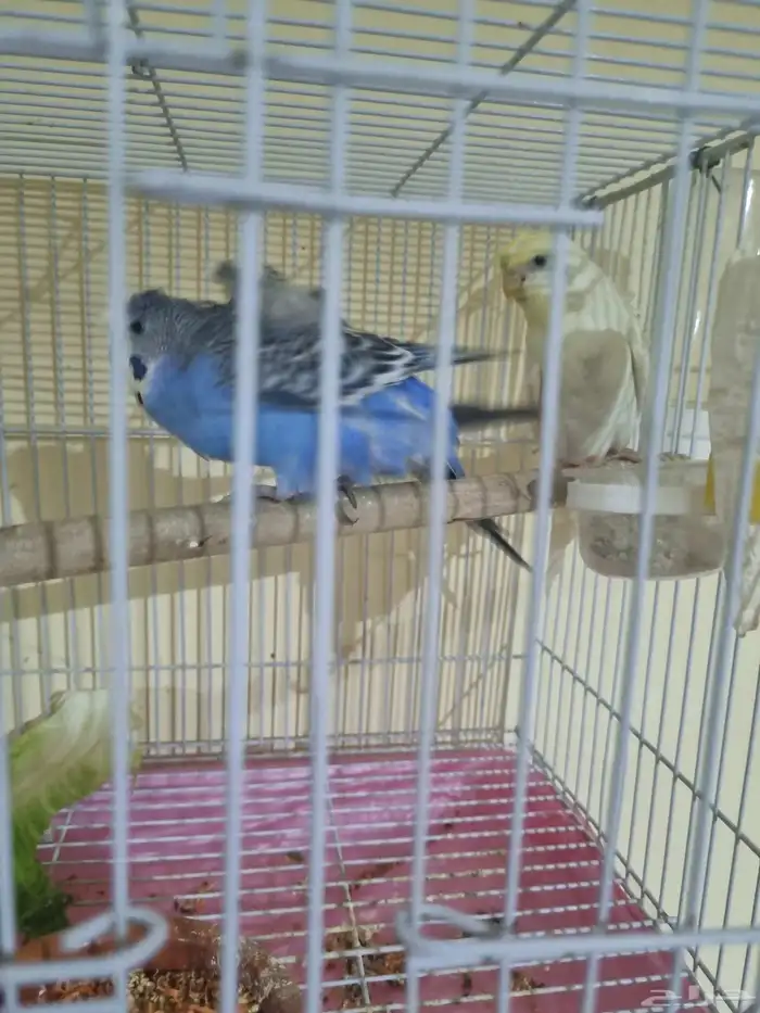 جوز هوقو منتج 0