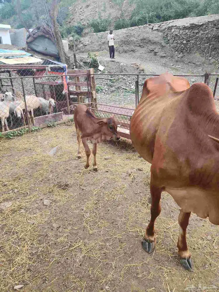 بقرة بلدي مع عجلتها 2