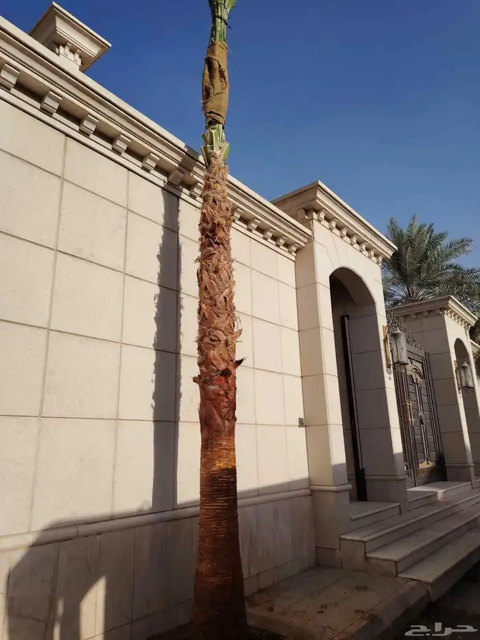 نخل زينه واشنطني وعربي 0