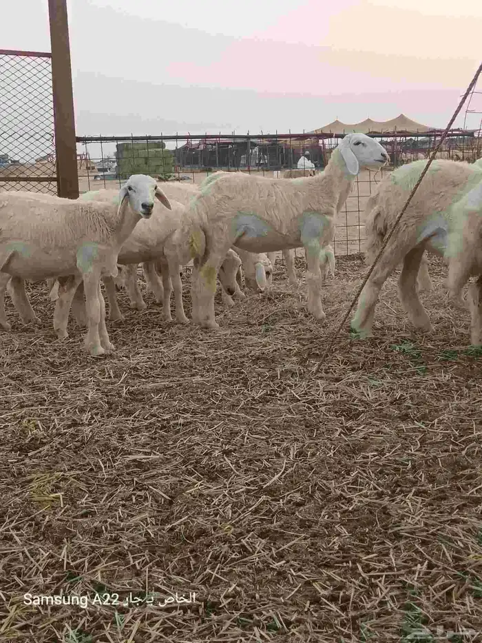 رخال حريات صنف 3