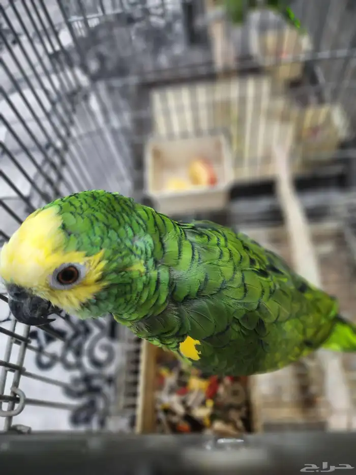 امازون بلوفرنتد 2