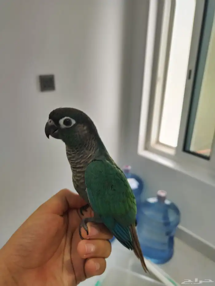 كنيور بلو شيك بيع مستعجل 4