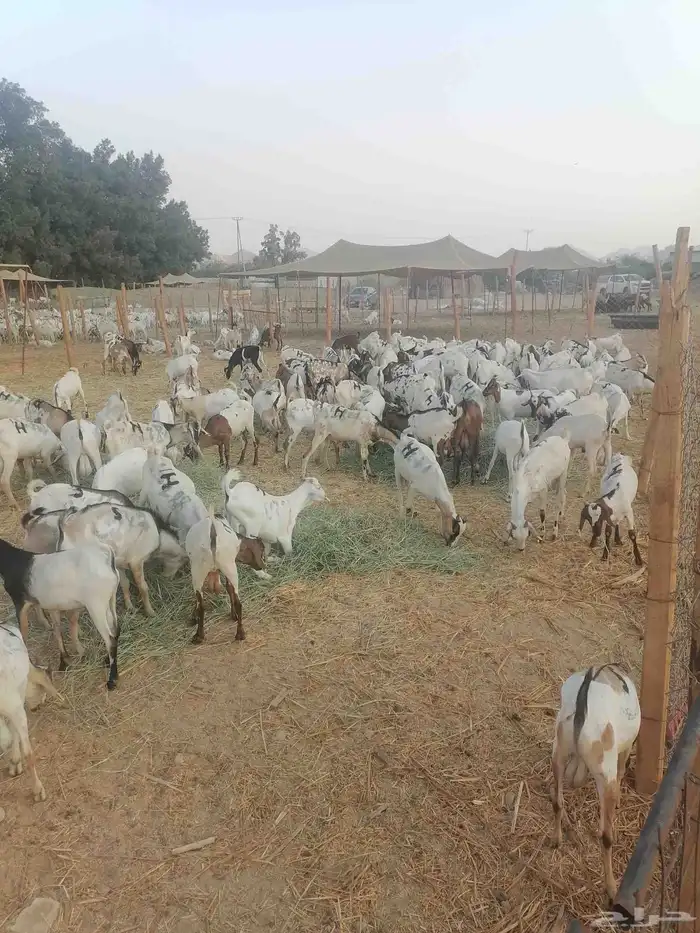 تيوس بحارة جذعان 9