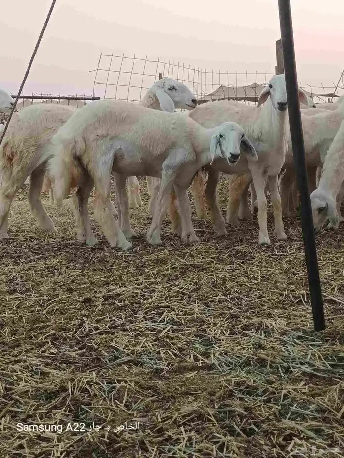 رخال حريات صنف 4