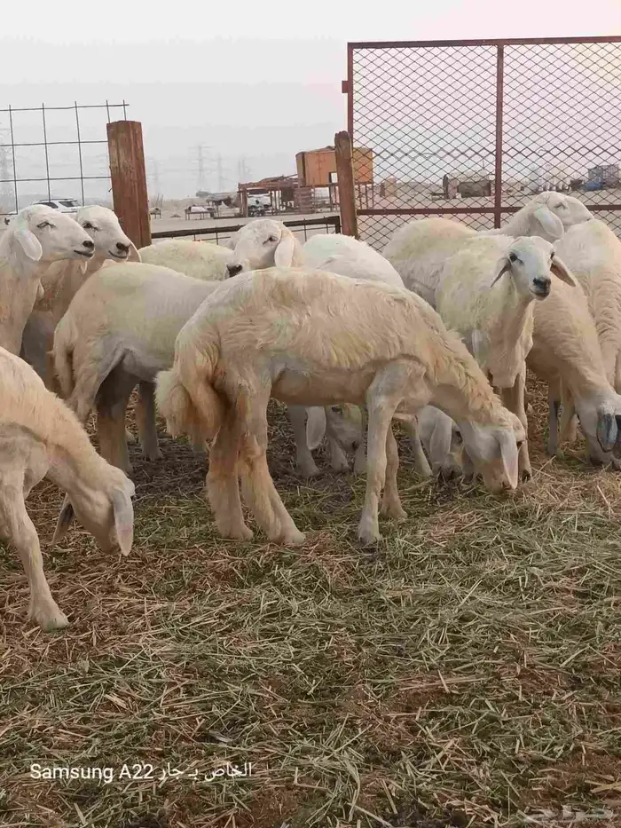 رخال حريات صنف 7