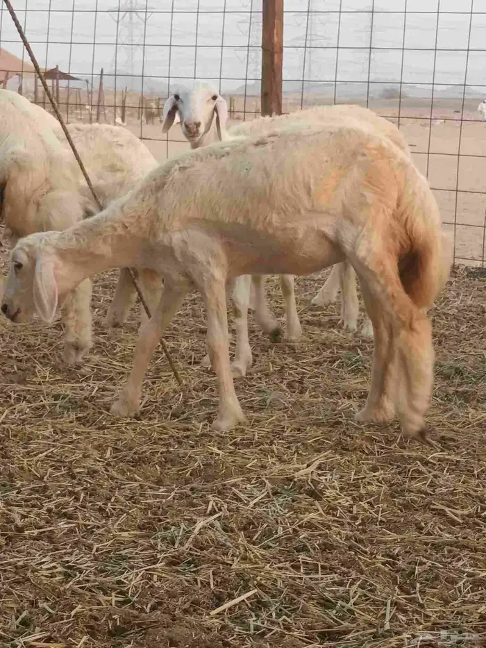 رخال حريات صنف 8