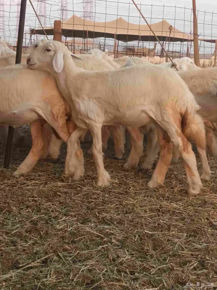 رخال حريات صنف 9