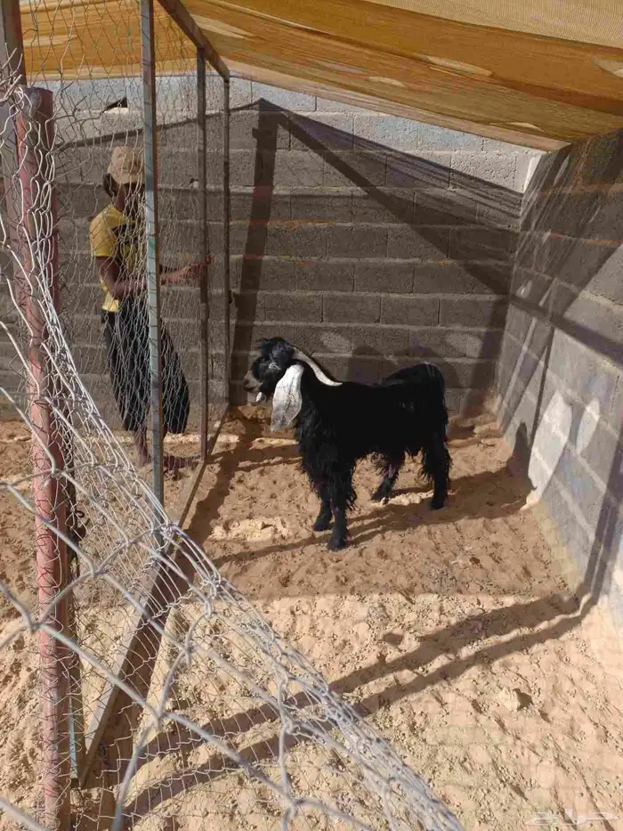 تيس فحل طييب 0