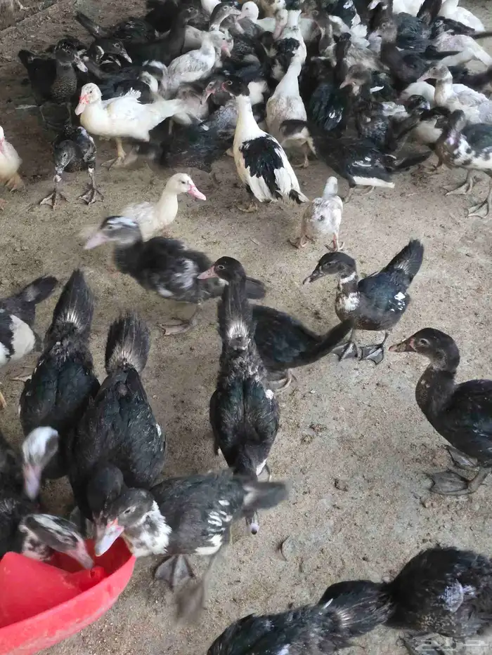 بط مسكوفي او سوداني للبيع 7