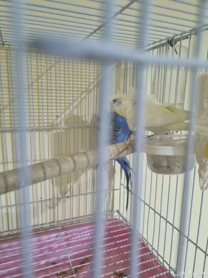 جوز هوقو منتج 3