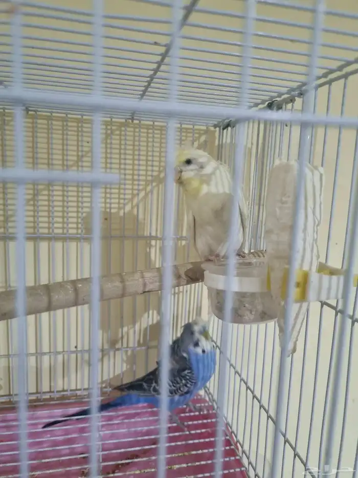 جوز هوقو منتج 1