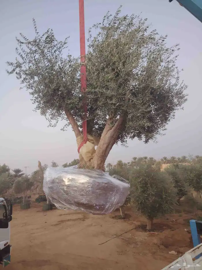 زيتون معمر 3