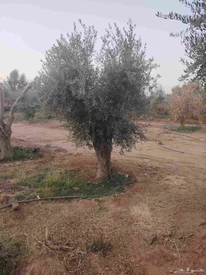 زيتون معمر 2