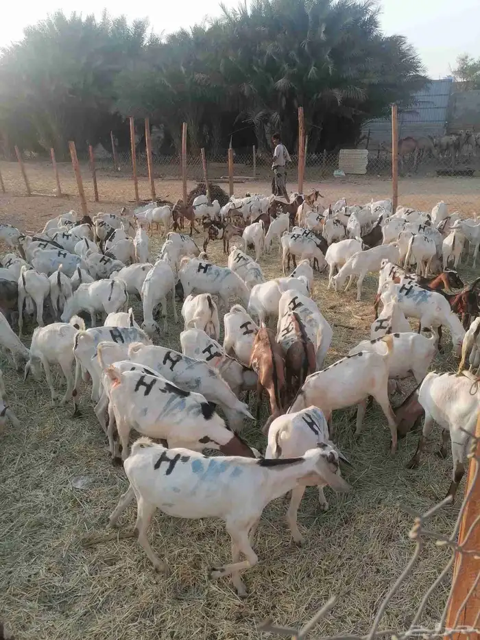 تيوس بحارة جذعان 0